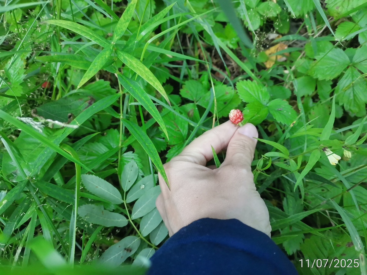 Земляника ещё зеленоватая. Холодно у нас. 