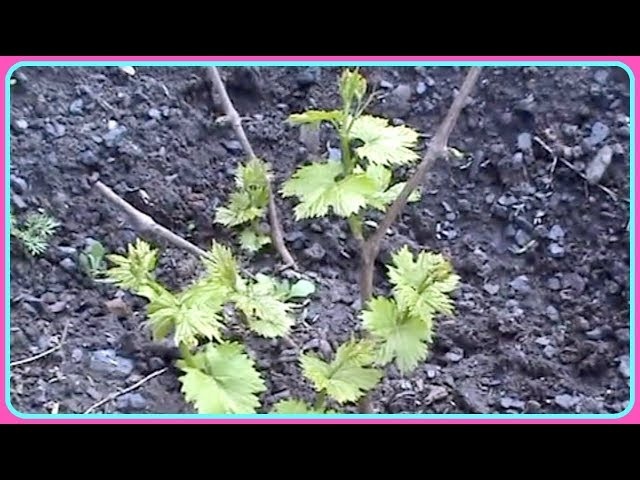 Саженцы #винограда, высаженные на постоянное место, нуждаются в формировке молодого прироста уже в год посадки. Суть формировки #виноградного куста заключается в удалении и прищипывании лишних побегов, а оставленным придания необходимого направления относительно будущей шпалеры. Следует не допускать загущения побегами молодого растения, так-как ненужные для формировки виноградного куста побеги расходуют на свое развитие питательные вещества из запаса саженца, необходимые для хорошего развития и роста основных побегов молодого виноградного растения. О том как формировать посаженный куст и некоторые советы по уходу за саженцем винограда - смотрите в этом видео.
   Комментируйте, подписывайтесь на канал о #винограде и смотрите новые видео о винограде первыми.