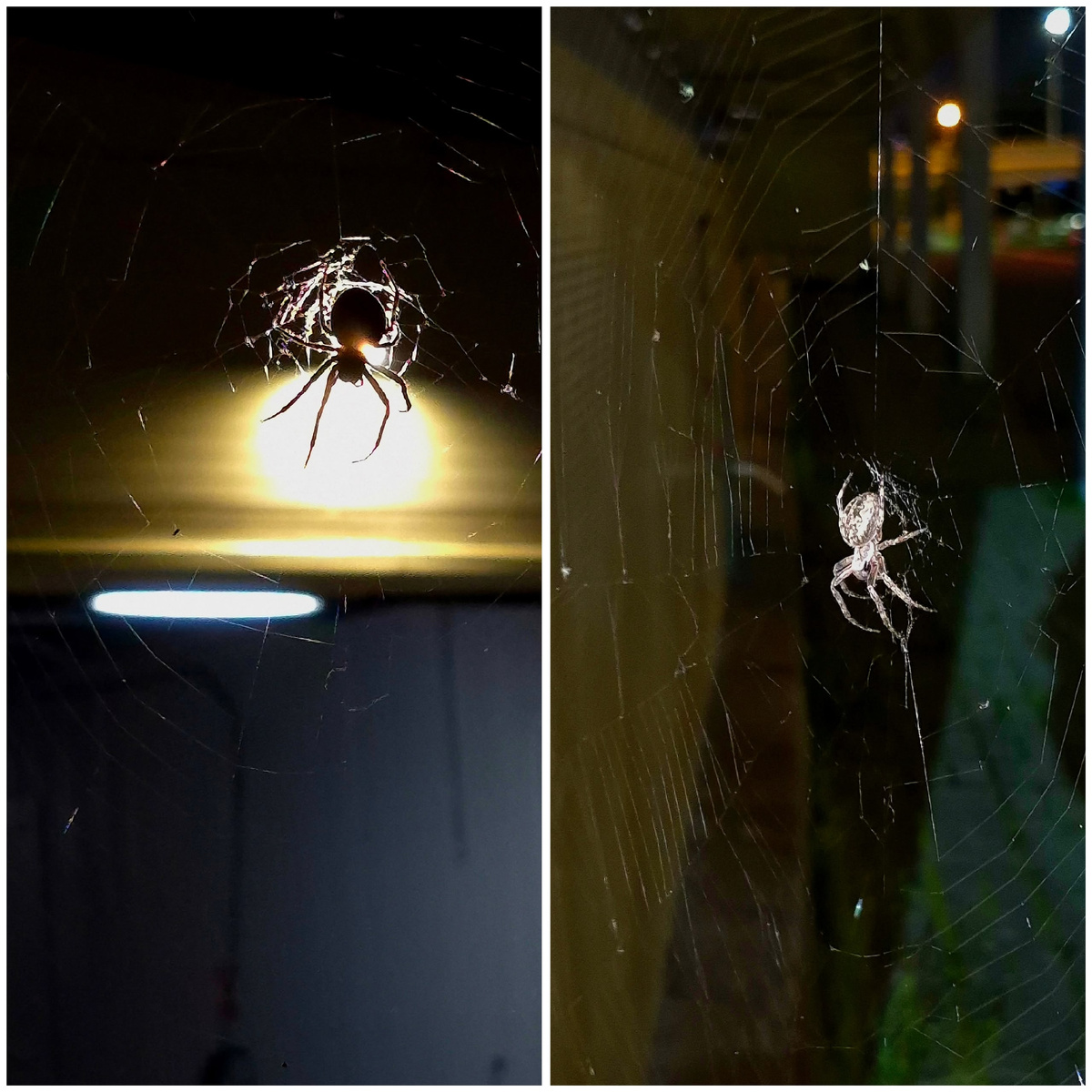 по дороге домой нашла классного паука. Большого, с пятирублевую монету