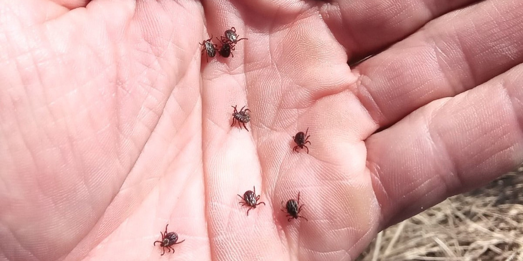 С мужчины сняли 42 клеща - 3 из них достали из ануса