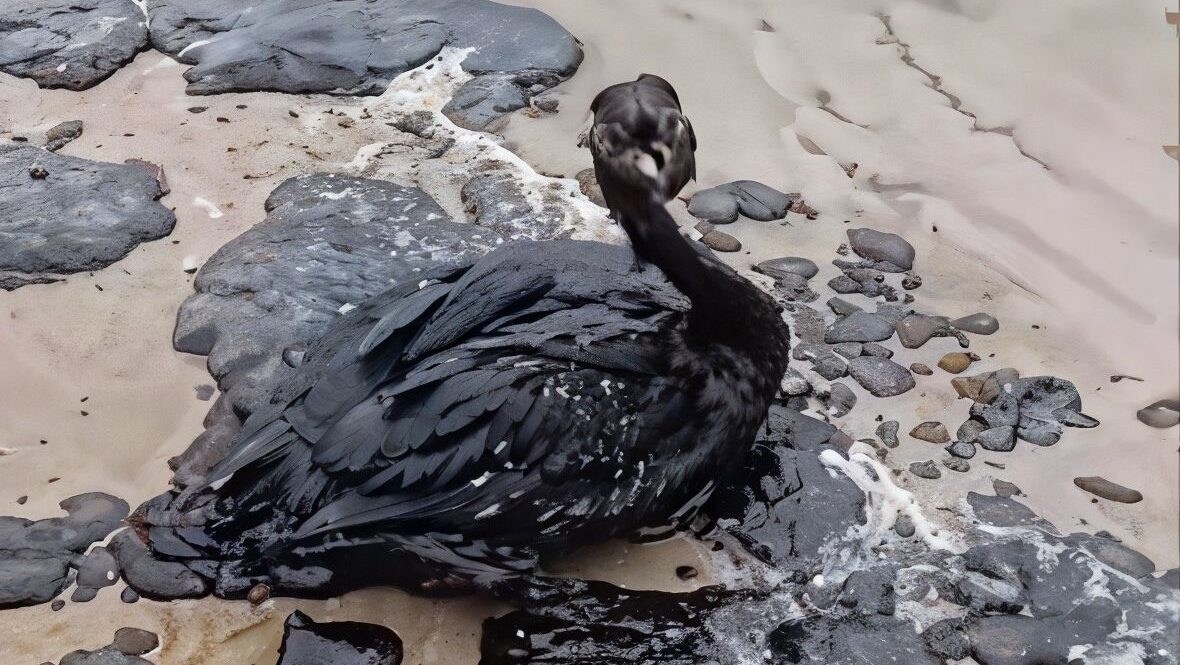 Фото. Источник СМИ