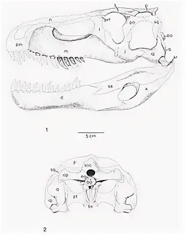 Череп тикизуха.