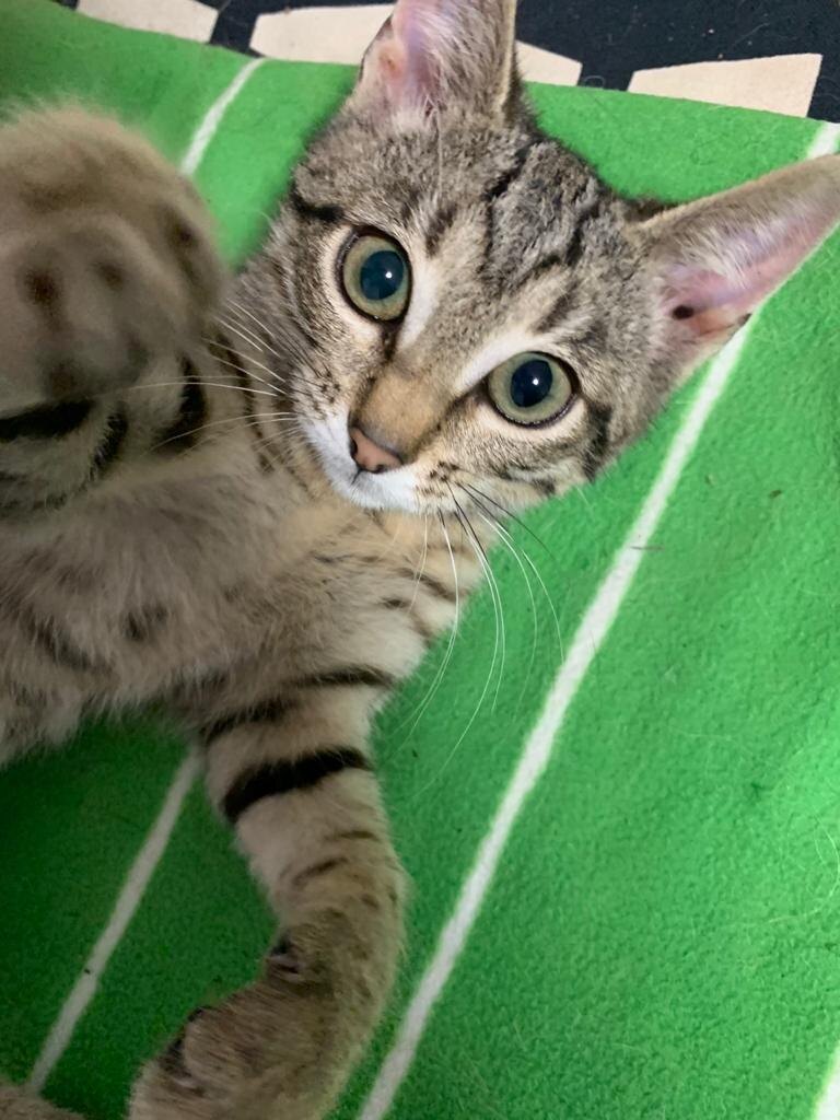 Так мой родственник тигр! Как я еще должна по-другому играть?