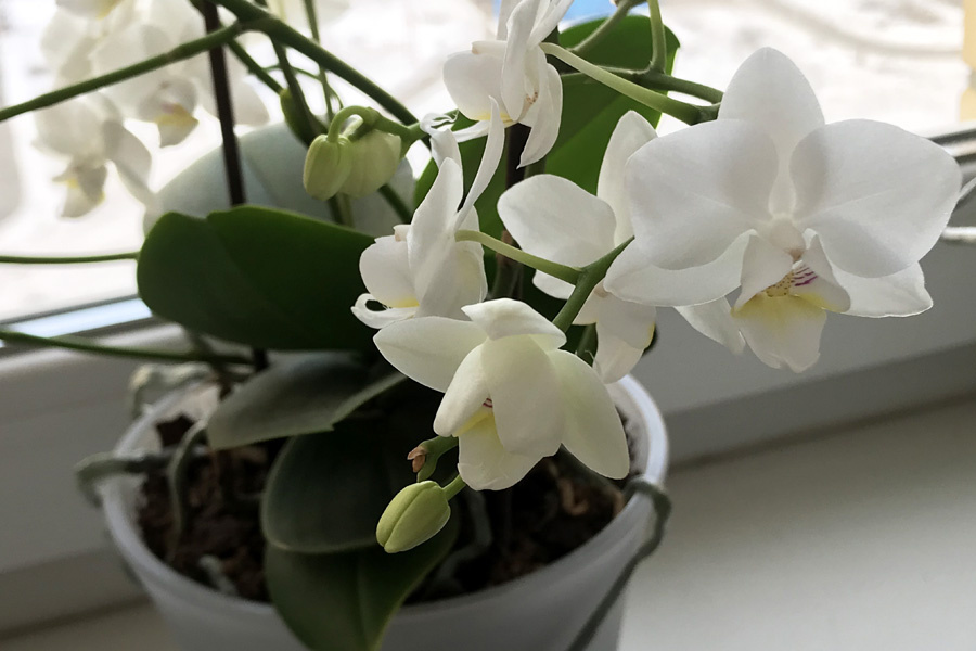 Орхидея фаленопсис: уход в домашних условиях © https://vashehobbyrf.ru/phalaenopsis/