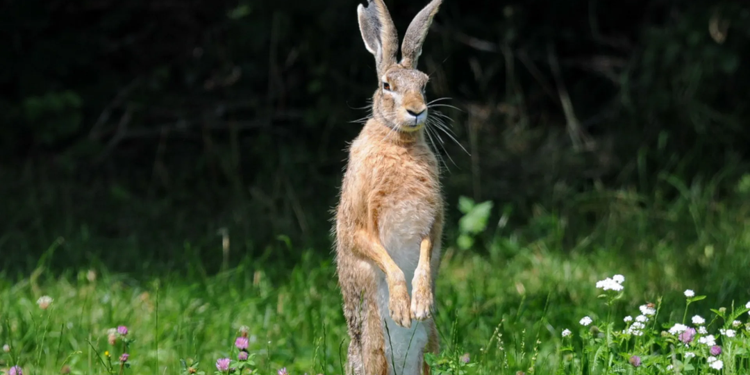 Подробный разбор всех 4 видов зайцев России. Оказывается, есть не только беляки и русаки!