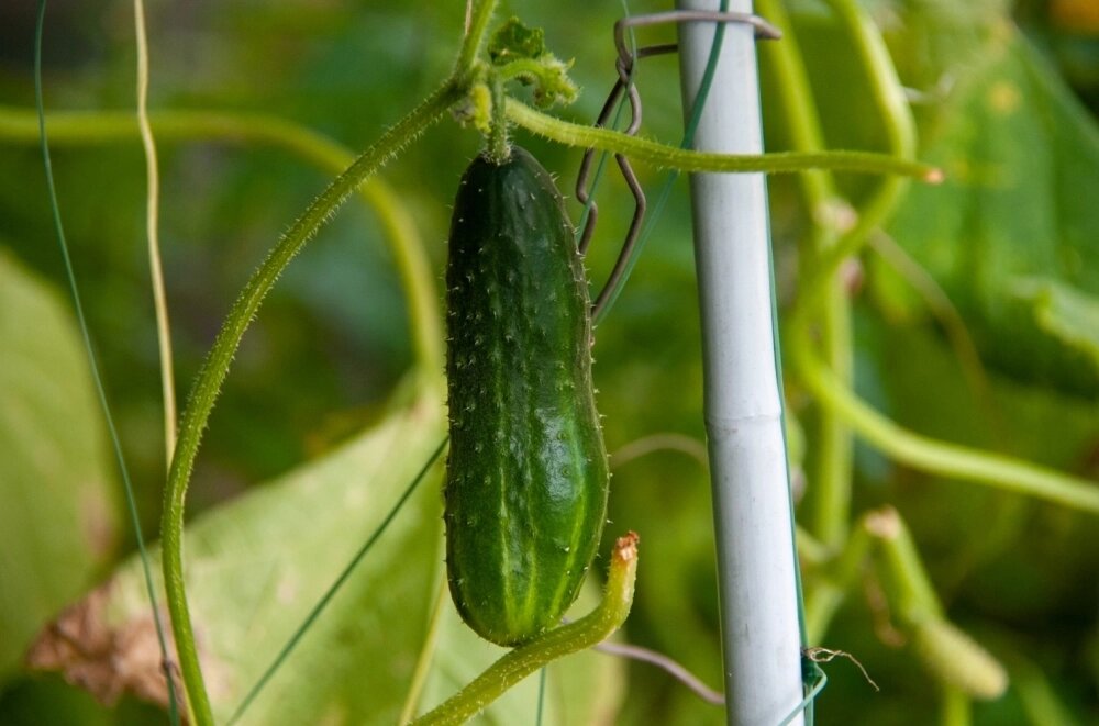    Первое, что вам необходимо сделать, - осмотреть куст. Фото: www.globallookpress.com/ Svetlana Vozmilova