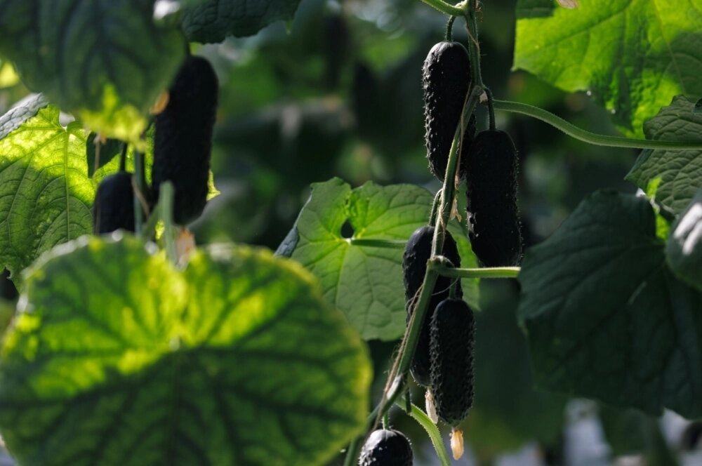    Листья огурцов - настоящий датчик здоровья. Фото: www.globallookpress.com/ Sergey Elagin