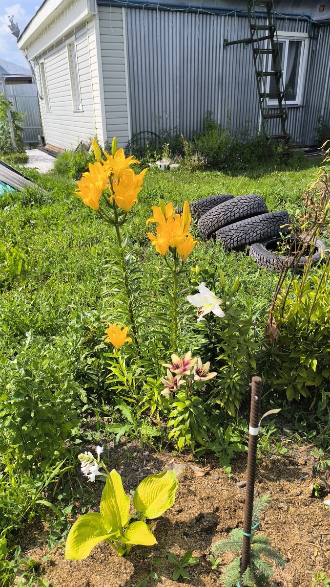 Инсталляция лилии и покрышки. Но вот эта мешанина и есть выживальшики.