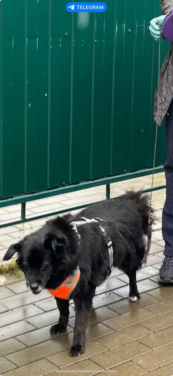 Теперь Жемчужина выглядит так