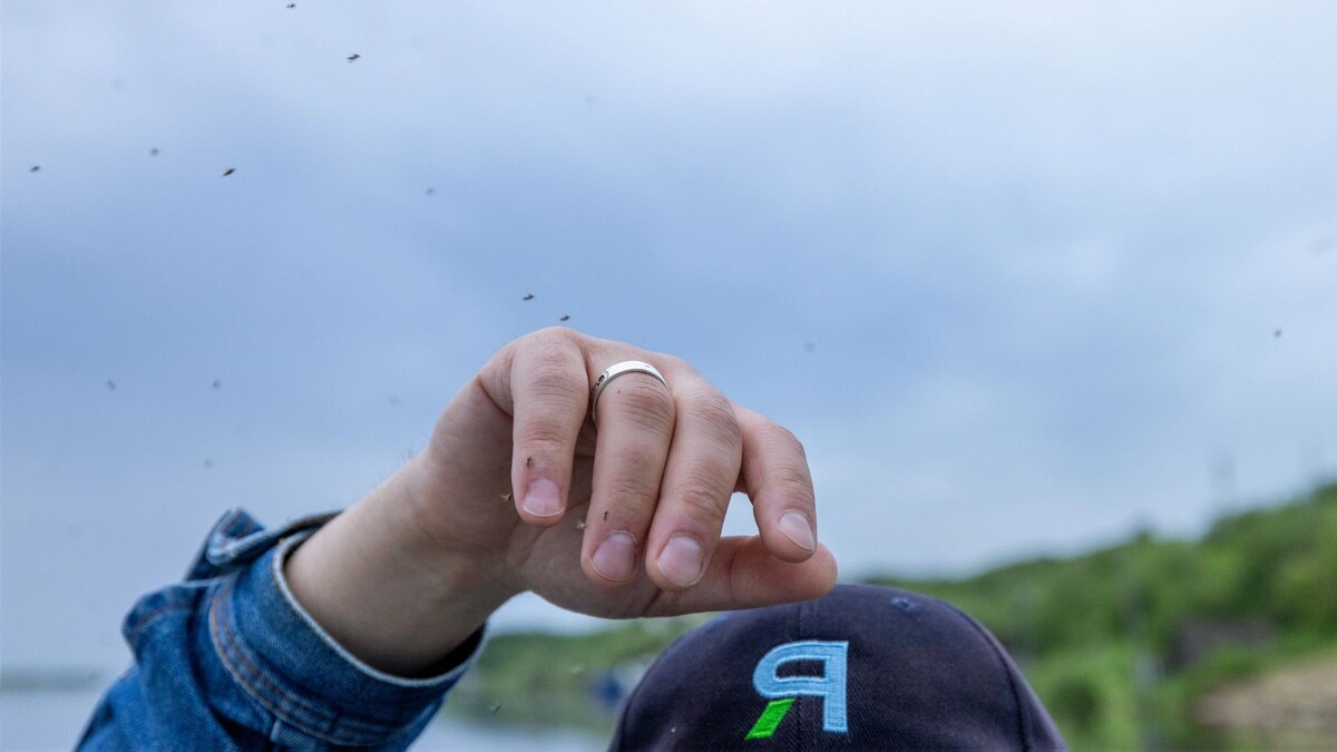    Мошка коротким хоботком прокалывает кожу человека. Фото: Фёдор Воронов / «Ямал-Медиа»