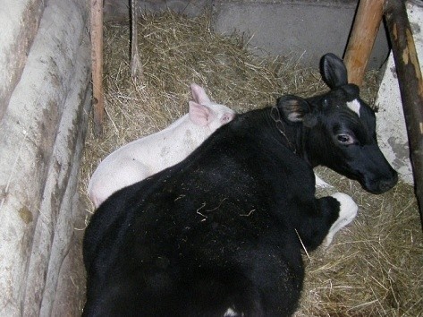 Это наши. Лет 10  прошло с той поры. Фото делала на фотоаппарат Зенит или мыльница цифровая, не помню. Точно не на телефон. Порося — хитрый жук; ночью выбежал и погреться прилёг к Мишке) 