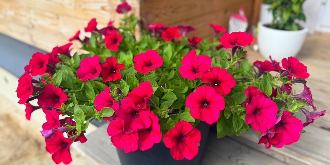 😍🌺На удивление ПРОСТАЯ СХЕМА подкормки петунии в июле.