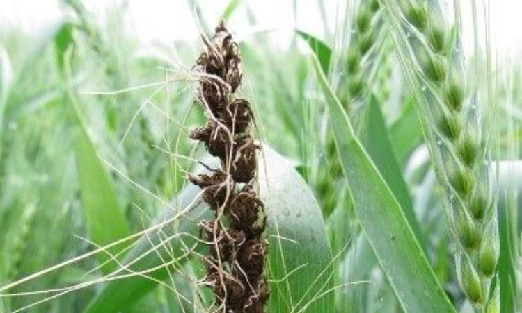    Фото: Отдел защиты растений филиала ФГБУ «Россельхозцентр» по Новосибирской области