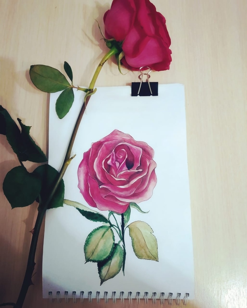 Роза с натуры