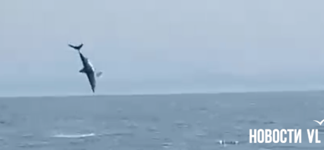 Акулы-мако уже в Приморье!