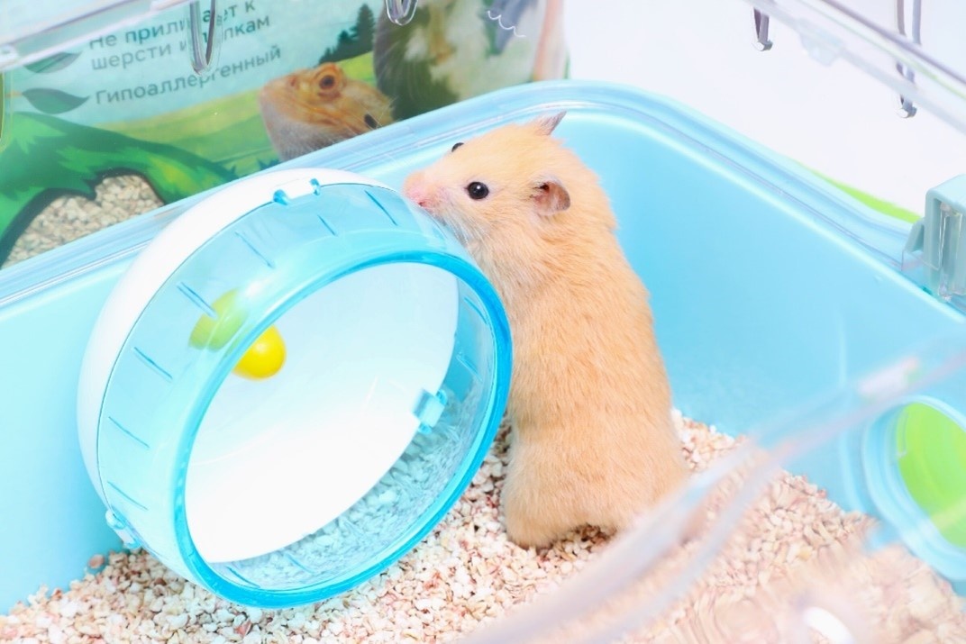 Гипоаллергенный наполнитель из кукурузы для мелких питомцев Triol LITTLE VILLAGE не только идеально подходит для копания, но и обеспечивает идеальную гигиену в клетке грызуна. Гранулы отлично впитывают испражнения и блокируют распространение неприятного запаха.