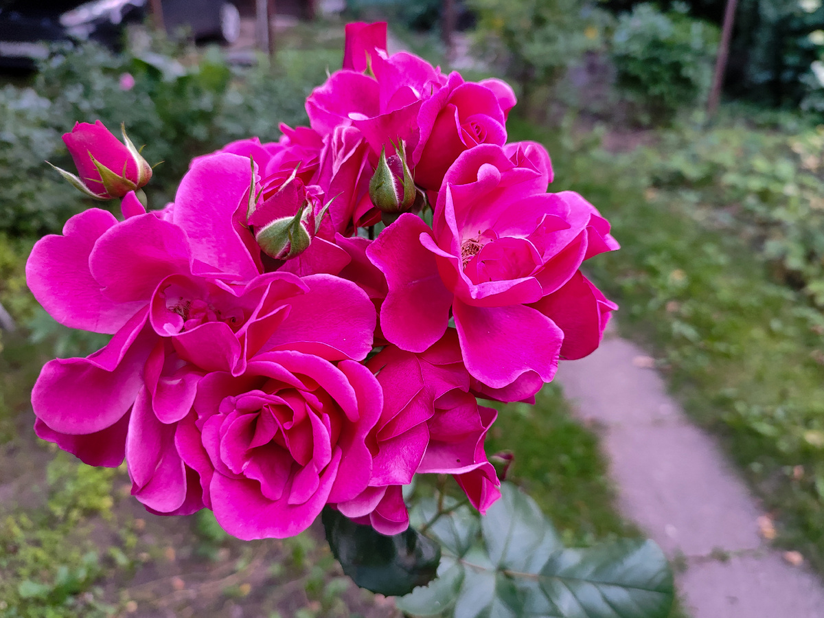 Этот куст старался больше других. Именно он «ловил» меня, когда я шла к машине