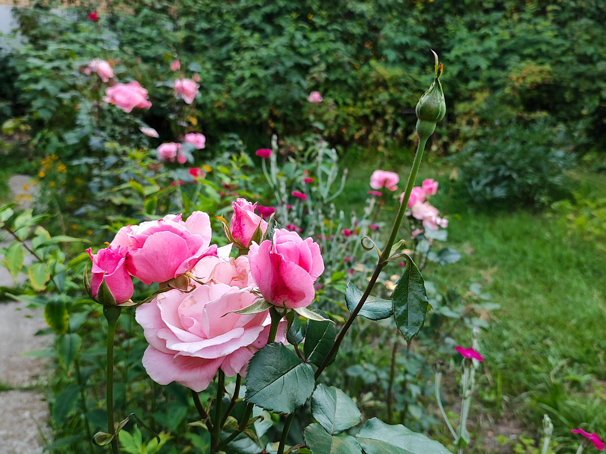 Моя мультигрядка с розами прополота