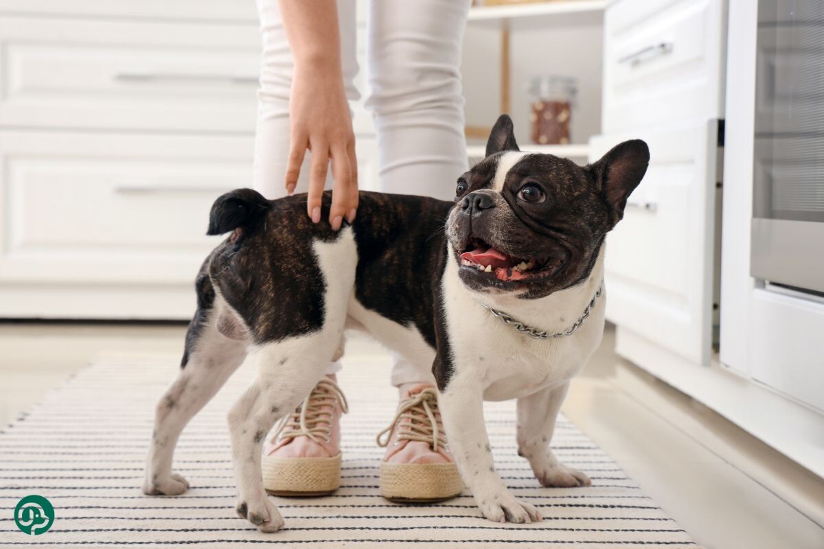 Французский бульдог