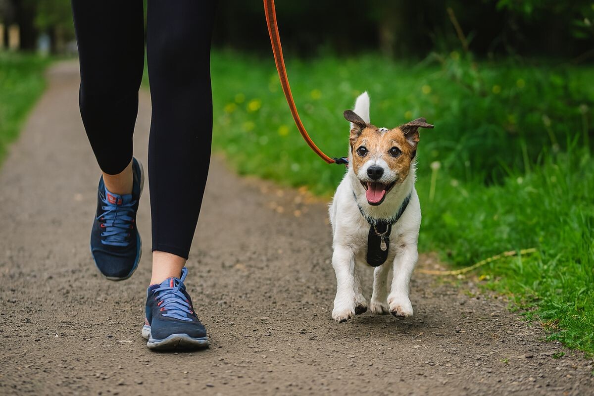 Хозяйка с джек-расселом на пробежке 