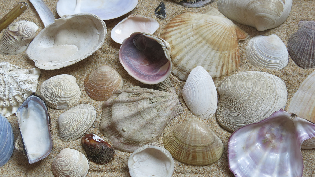 Моя коллекция раковин двустворчатых моллюсков из Японского моря, Приморский край.