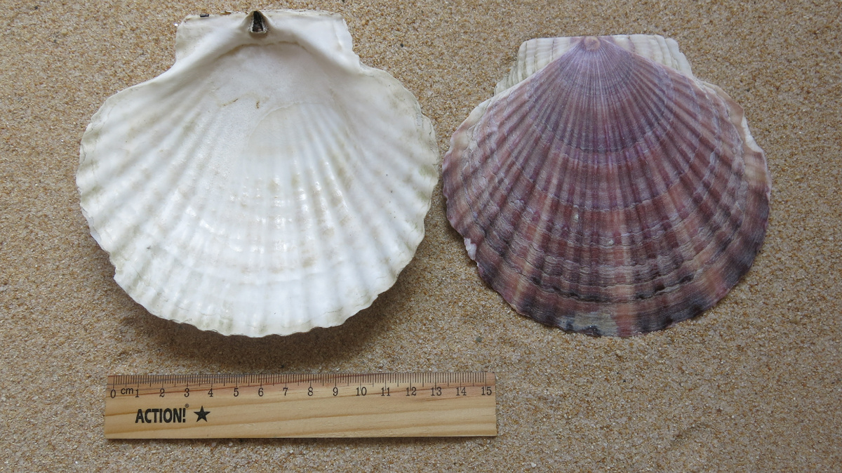  Диаметр раковины может достигать до 180 мм. Широко распространен в южном и среднем Приморье.