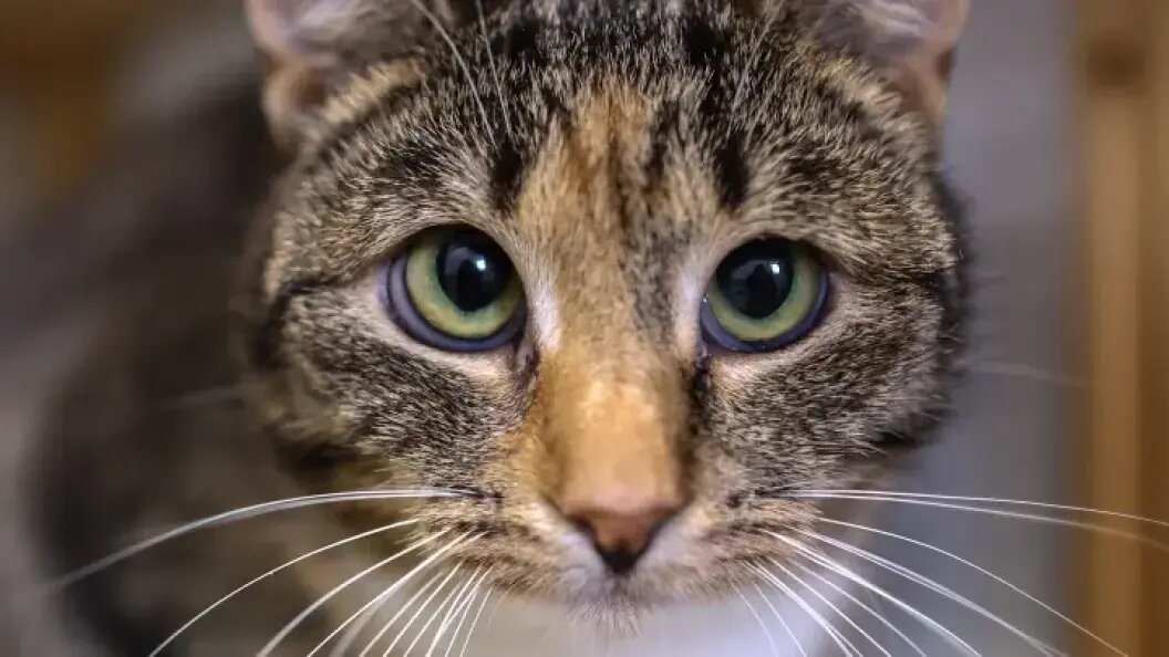    Фото: Belkin Alexey/news.ru/Globallookpress