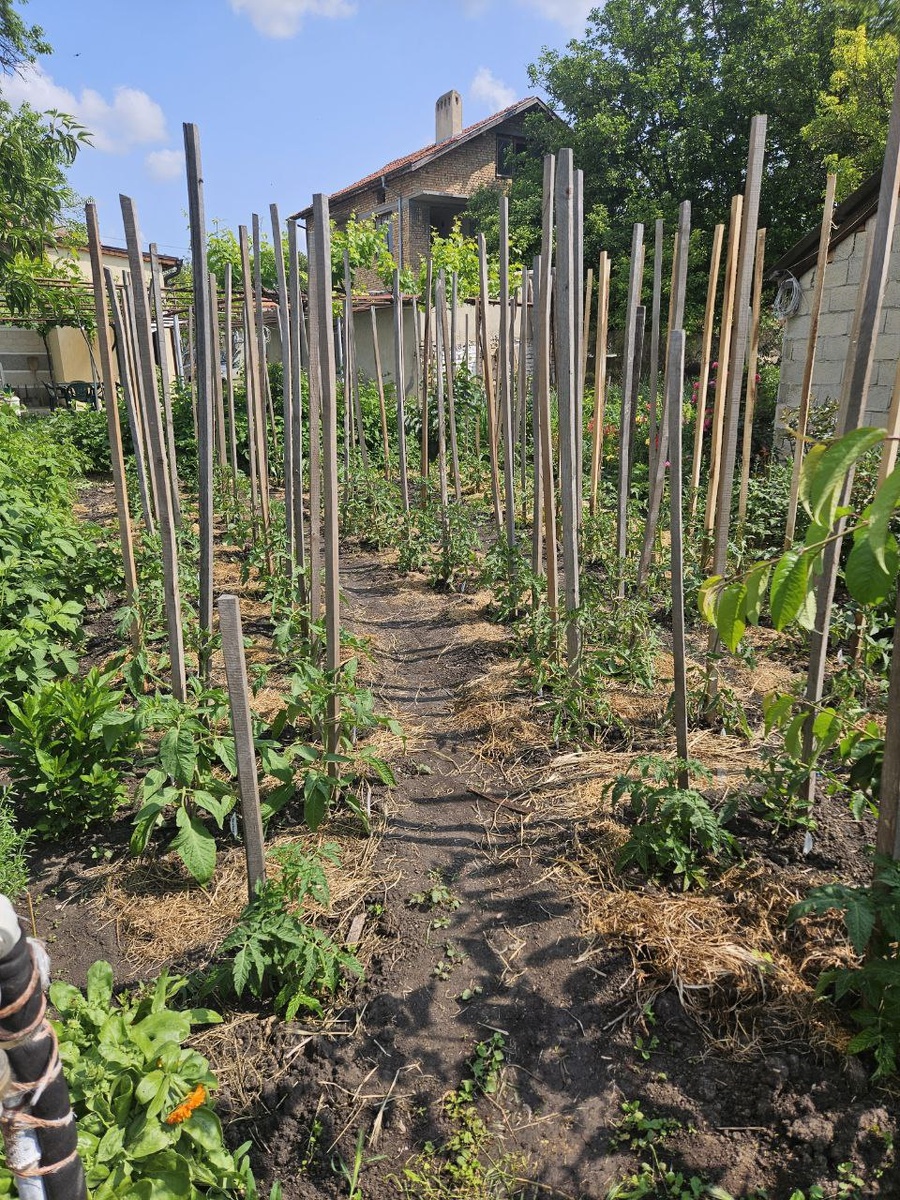 Мои томаты 2 июня