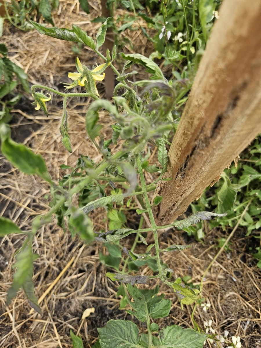 Слегка фиолетовые листья