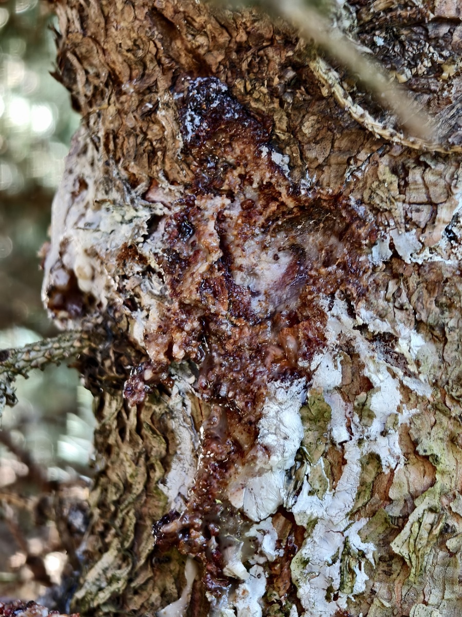 Поражение коры на Ели. Фото от  02.07.2025.