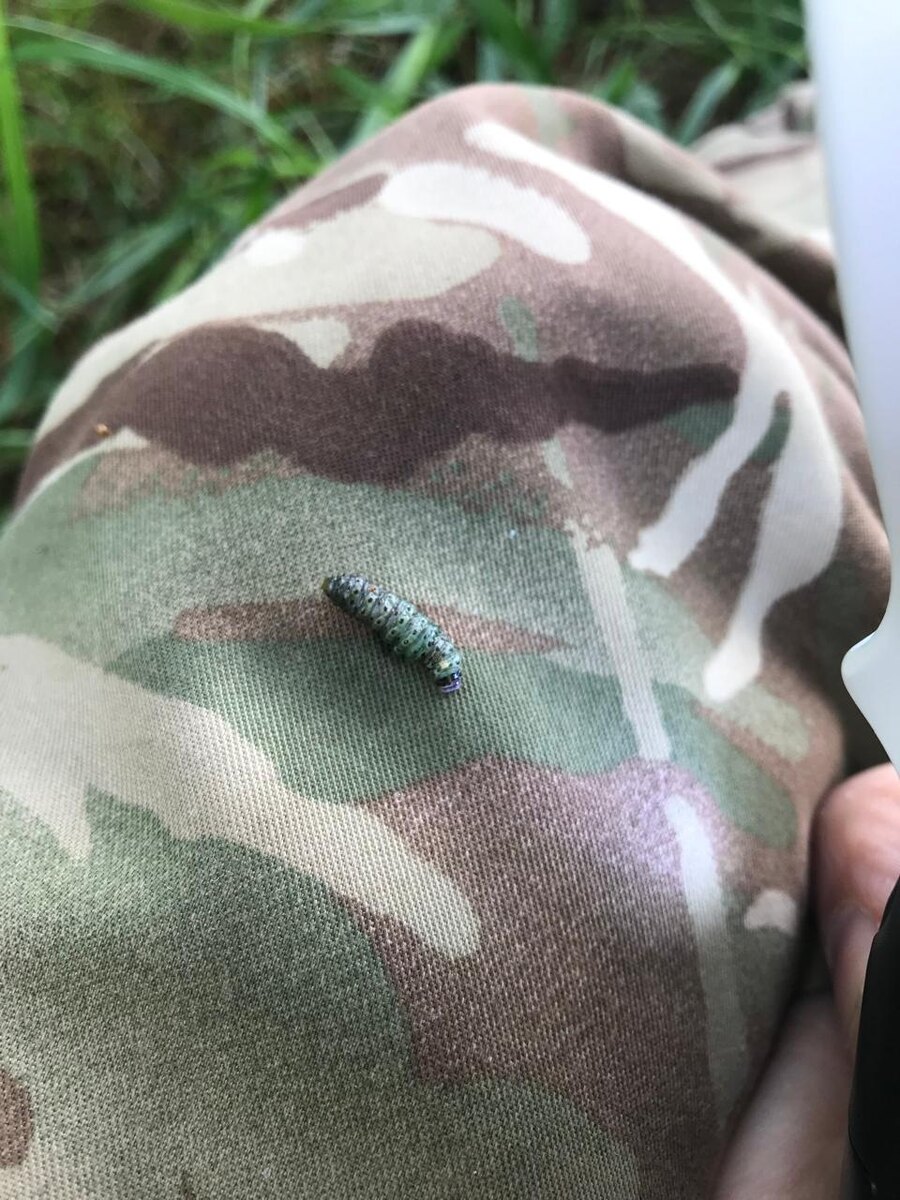 Первая встреча. 25.06.2025. Найдена на сосне Веймутова.