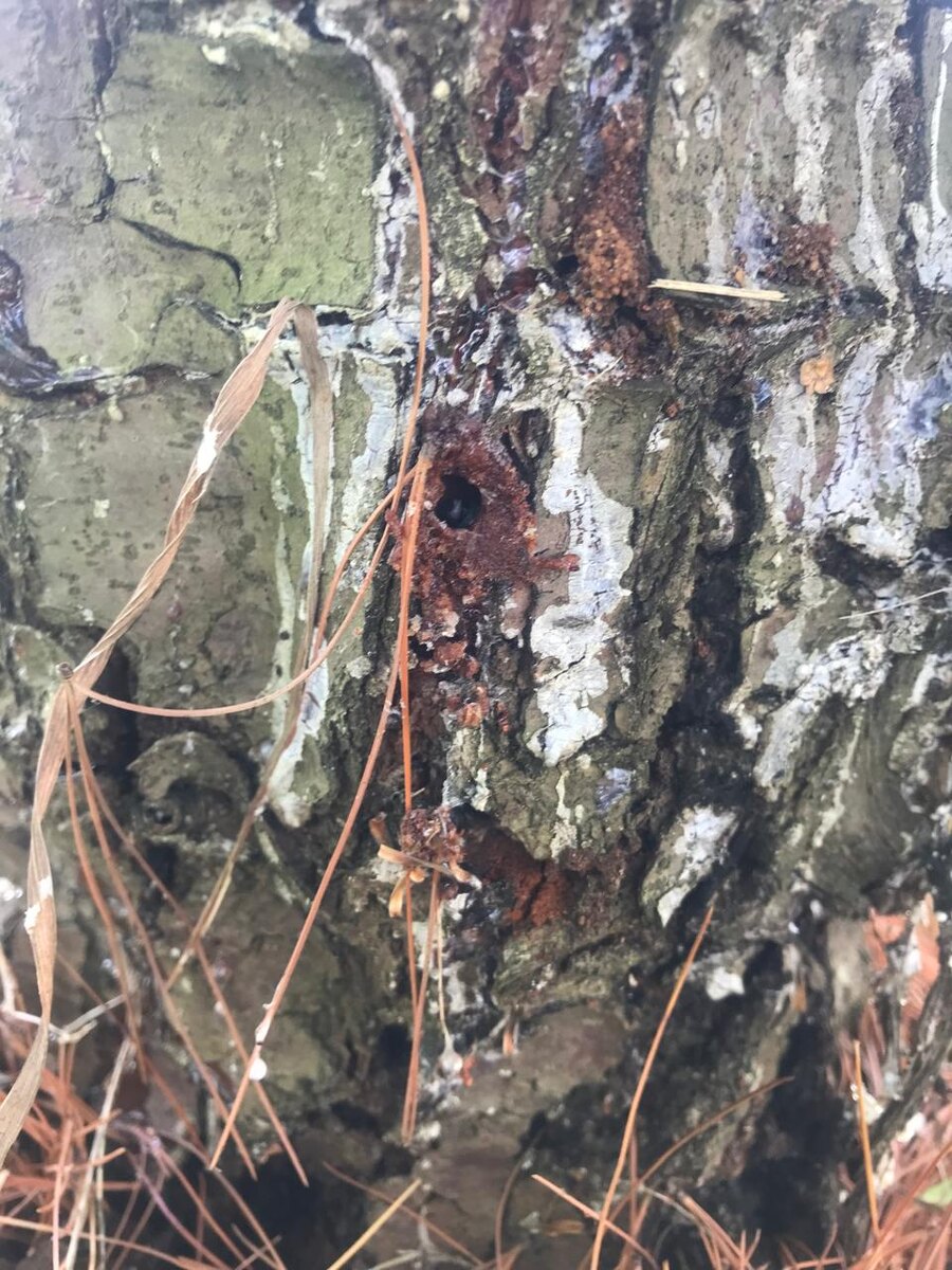 Наплыв снят, вход в "жилище".