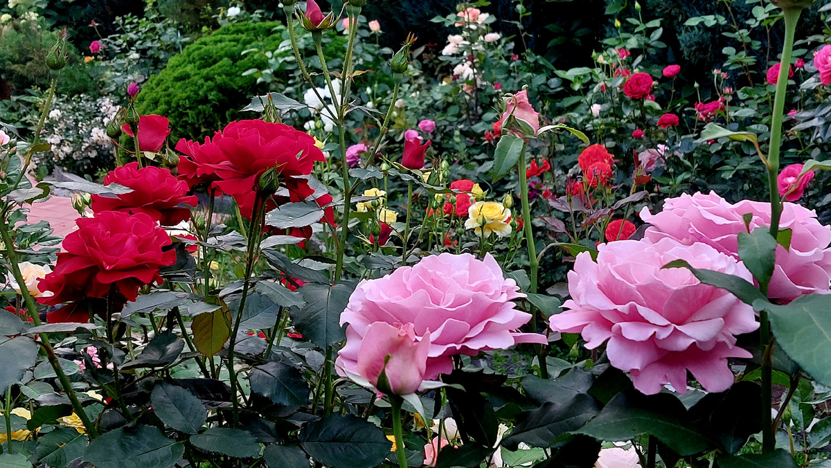 Июль 2025 года. Справа Парфюм де Либерти. Ч/г роза