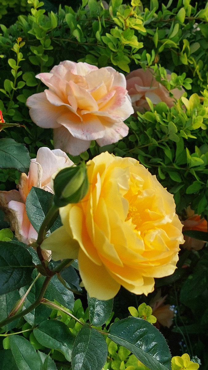 Багама и Луи де Фюнес. Ч/г роза