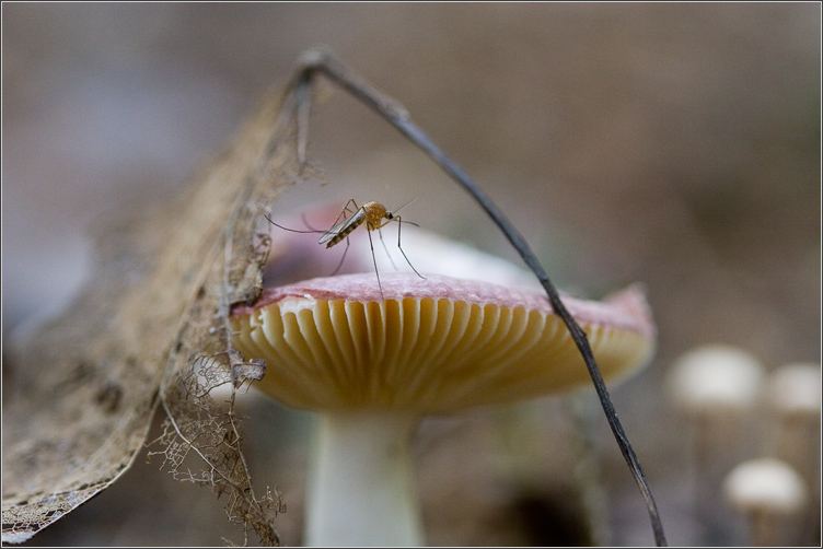 это просто комарик, но картинка очень атмосферная)