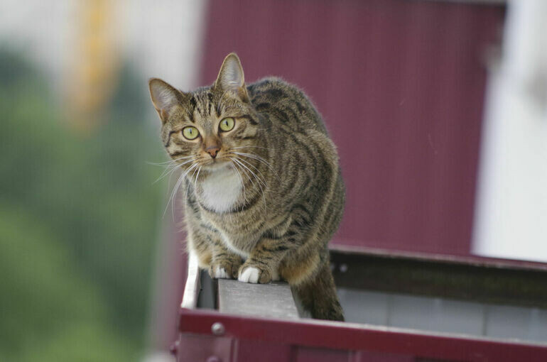   Игорь Самохвалов/ПГ