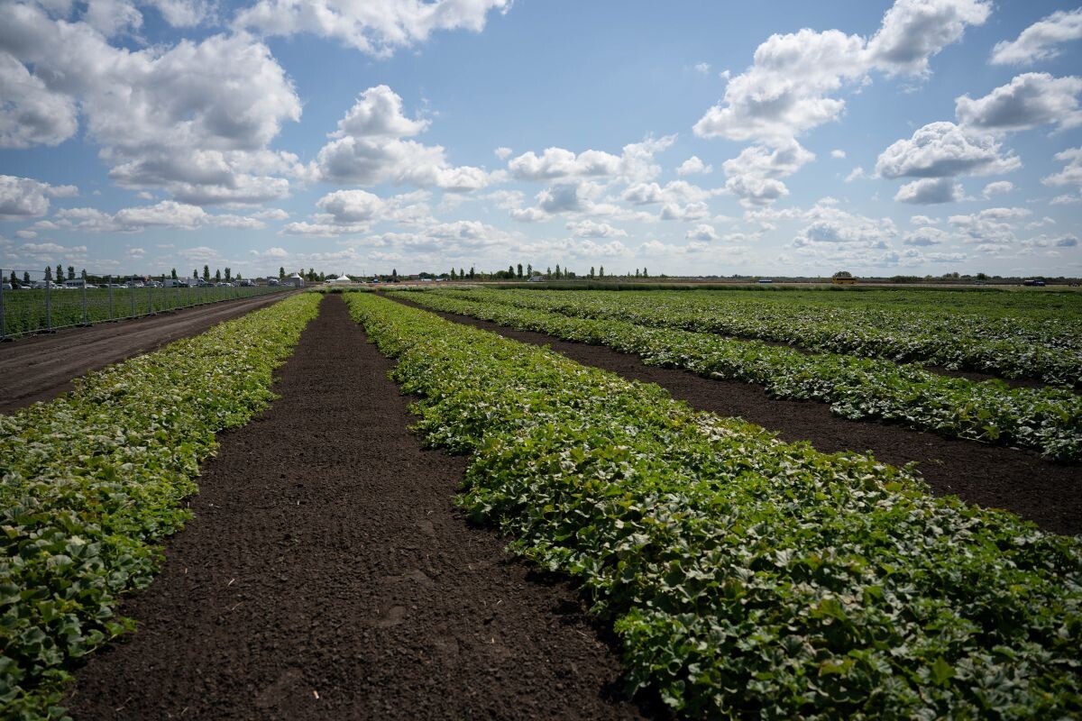 Фото: Александр Плонский / «Агроэксперт»