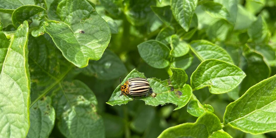 От колорадского жука с первого раза помог только новый препарат – действует на все стадии вредителя