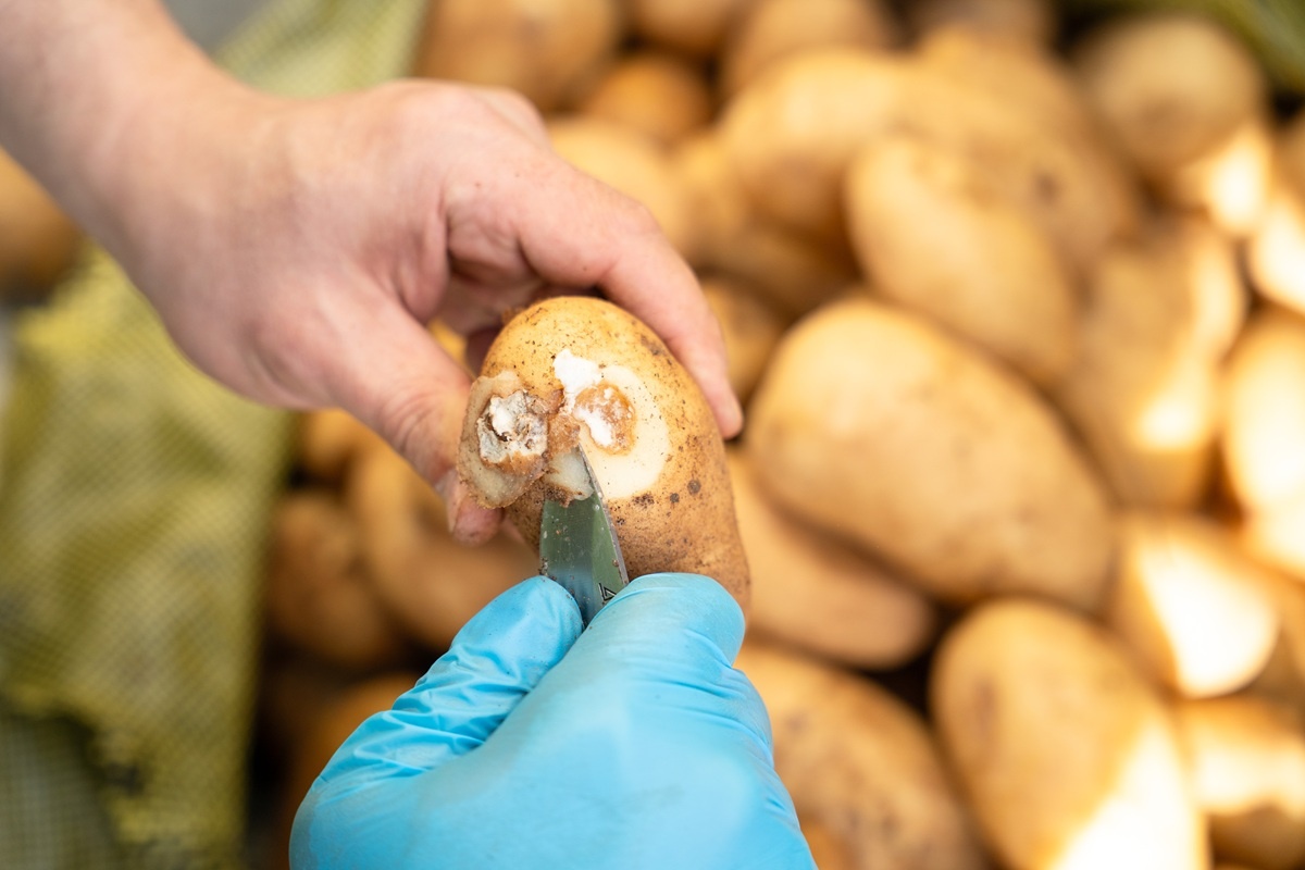 Фото: Александр Плонский / «Агроэксперт»