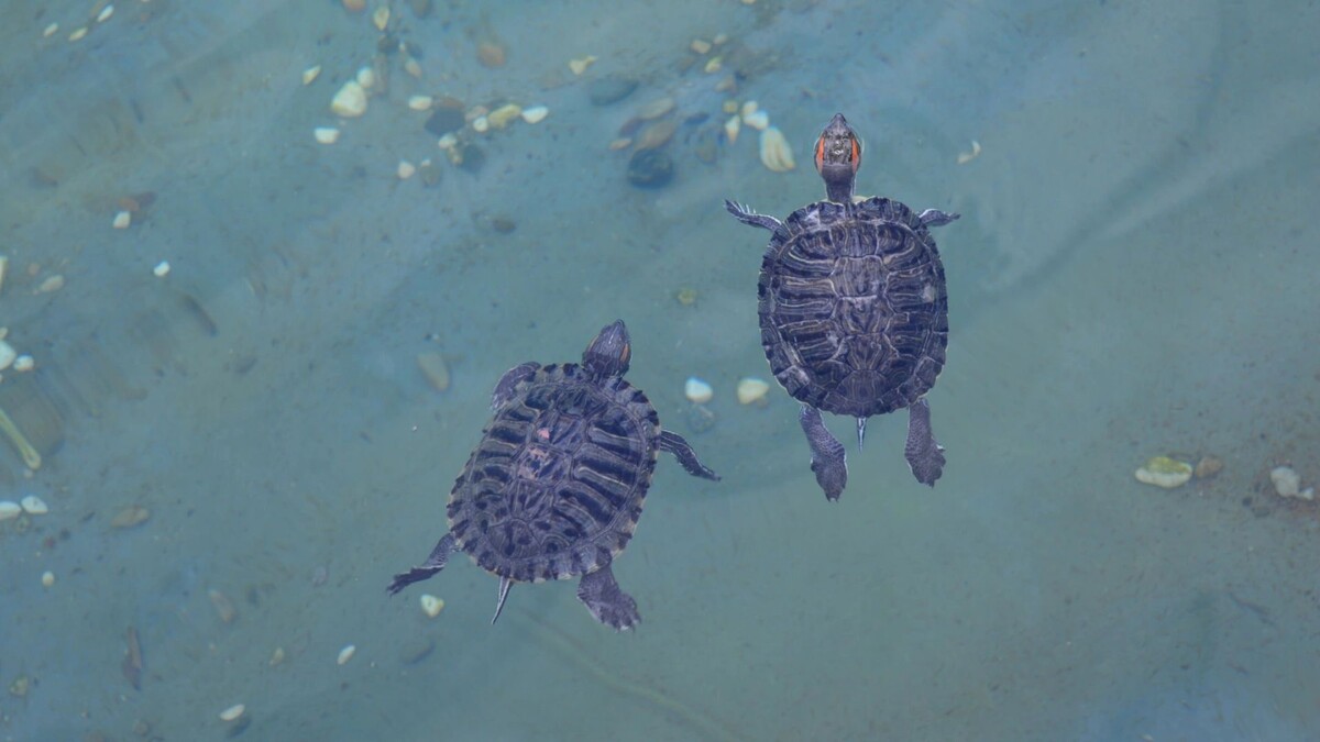    Фото: ozliko/Shutterstock/Fotodom