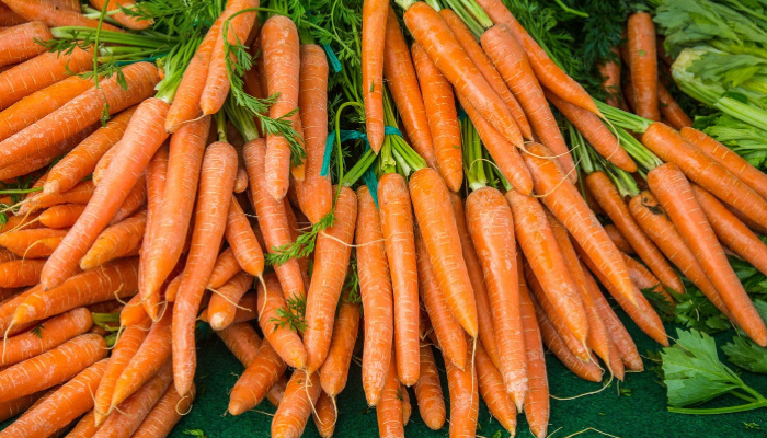 Как вырастить крупную морковь: секреты подготовки почвы и ухода