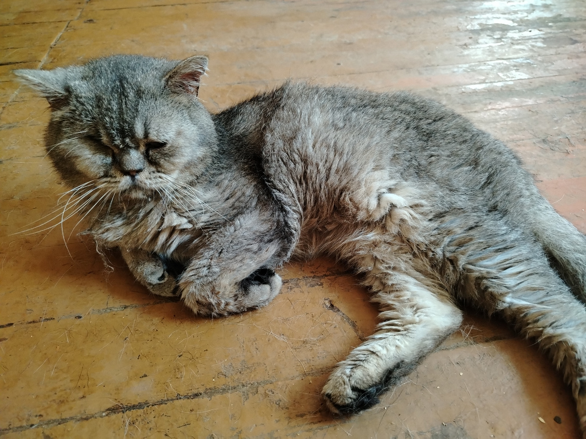 Наш Аристарх. 