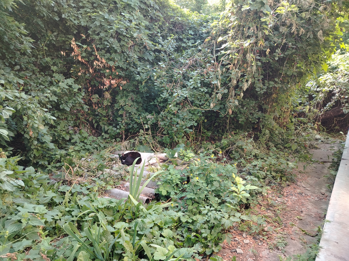 Бездомный диковатый котик (или домашний, но которого не кормят?) приходит ко Второму дому кушать. Спит тоже рядом с домом нашим 