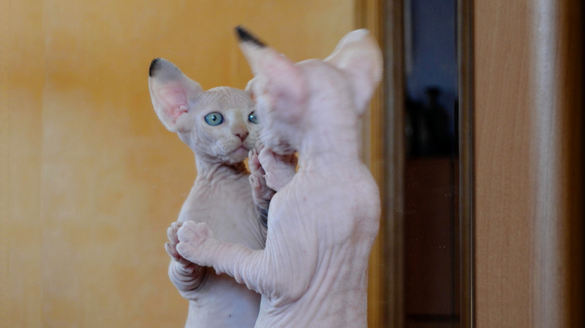 Кто ты, воин?