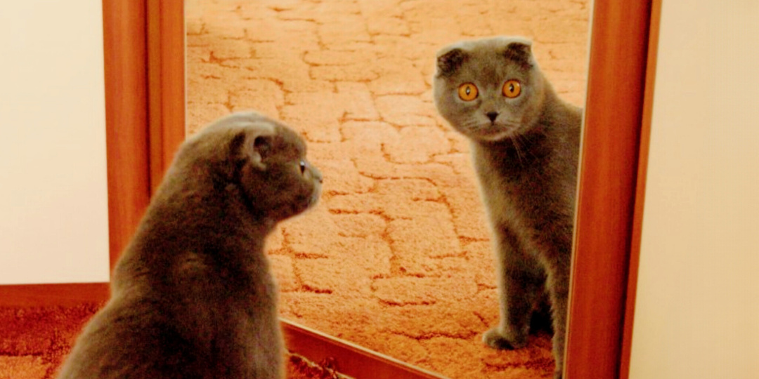Ты кого в дом притащил: что видят кошки в зеркалах. Забавные факты и смешные фото с мест событий