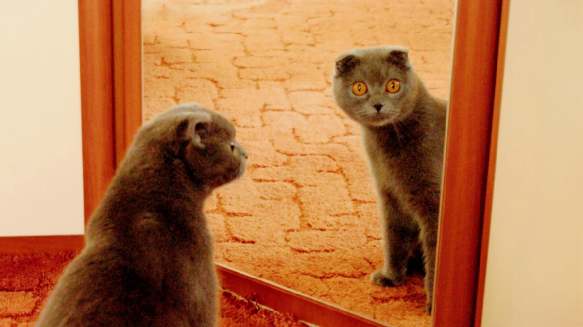 Там кто-то есть - но его будто нет 🙀 ЕЩЕ фото --->>