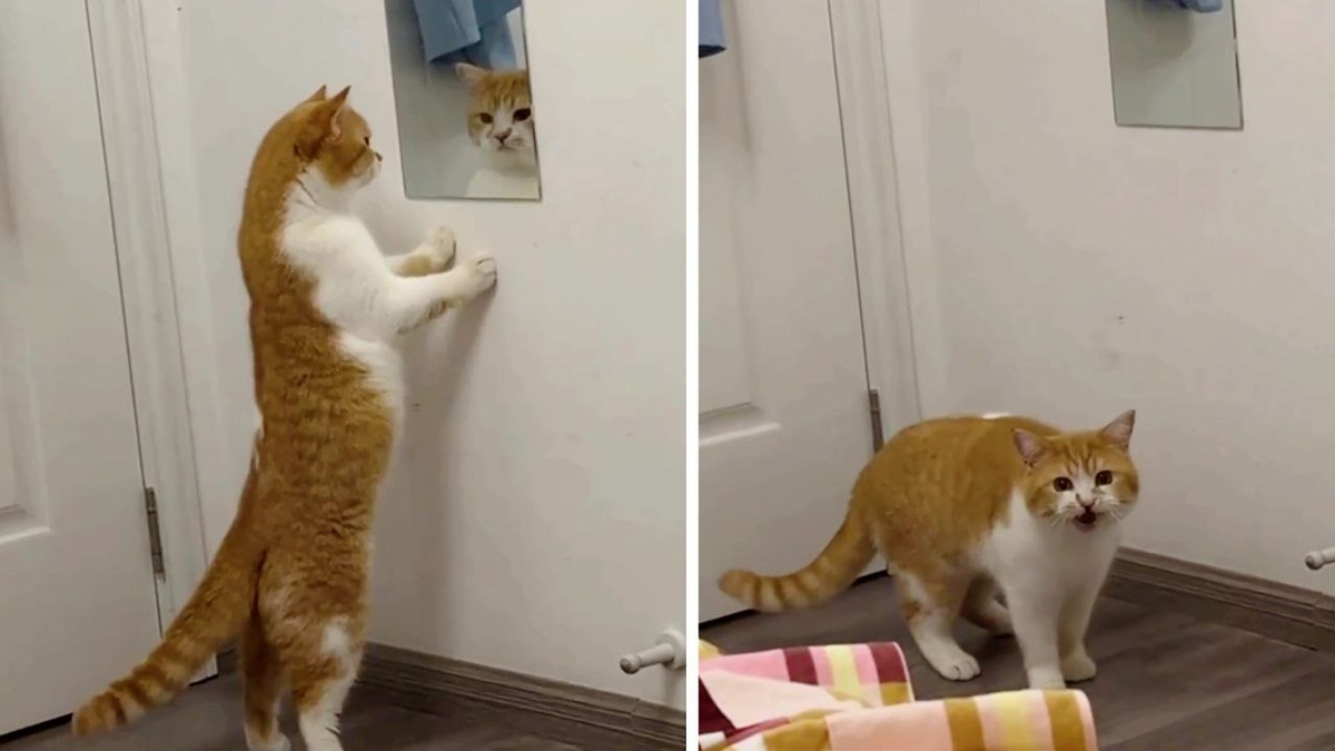 Хозяин! Ты кого в дом притащил?! ЕЩЕ ФОТО --->>