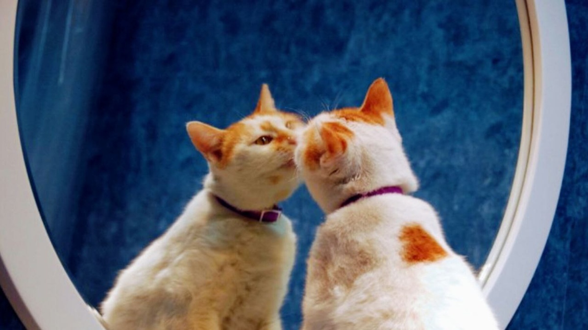 Познакомимся быть может?