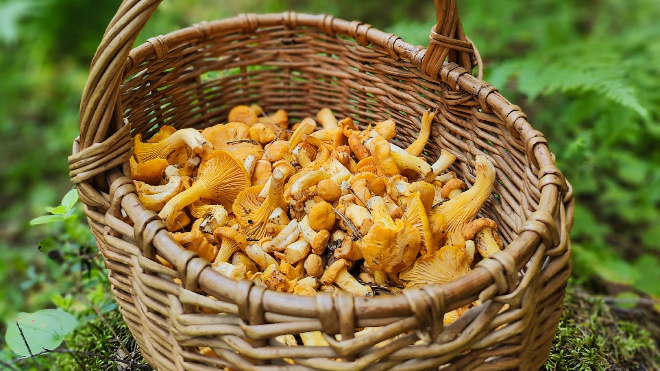 Фото: Грибы и Грибники СПб