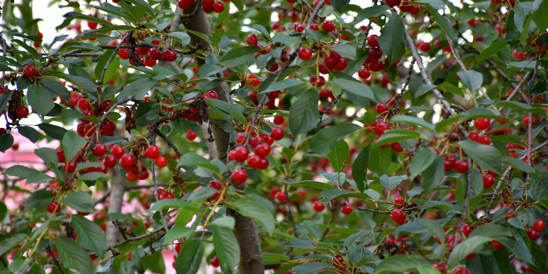 Обязательный уход за вишней после сбора ягод: 5 важных действий